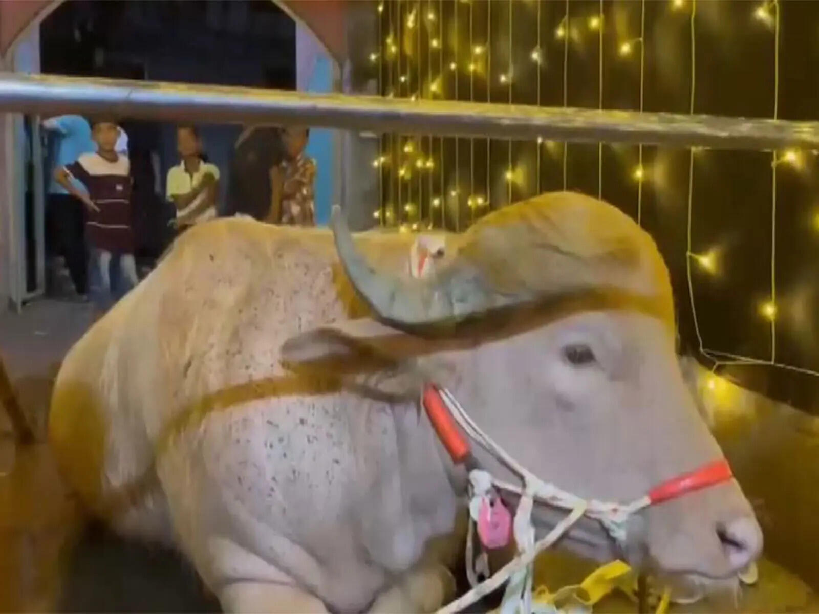 From viral sensation to zoo resident: Bangladesh's 'Trump' buffalo spared from Eid sacrifice Buffalo spared