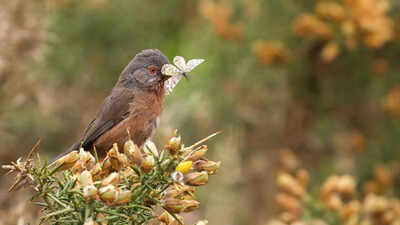 UK wildlife success story as Dartford Warbler numbers recover from near collapse / Image: File Rare Dartford Warbler makes remarkable comeback in Britain 60 years after near extinction