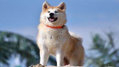 Bad dog breath is a common issue for pet owners. Image Credit: Wikimedia Commons Scientists say this oral spray may finally cure your dog’s nasty breath