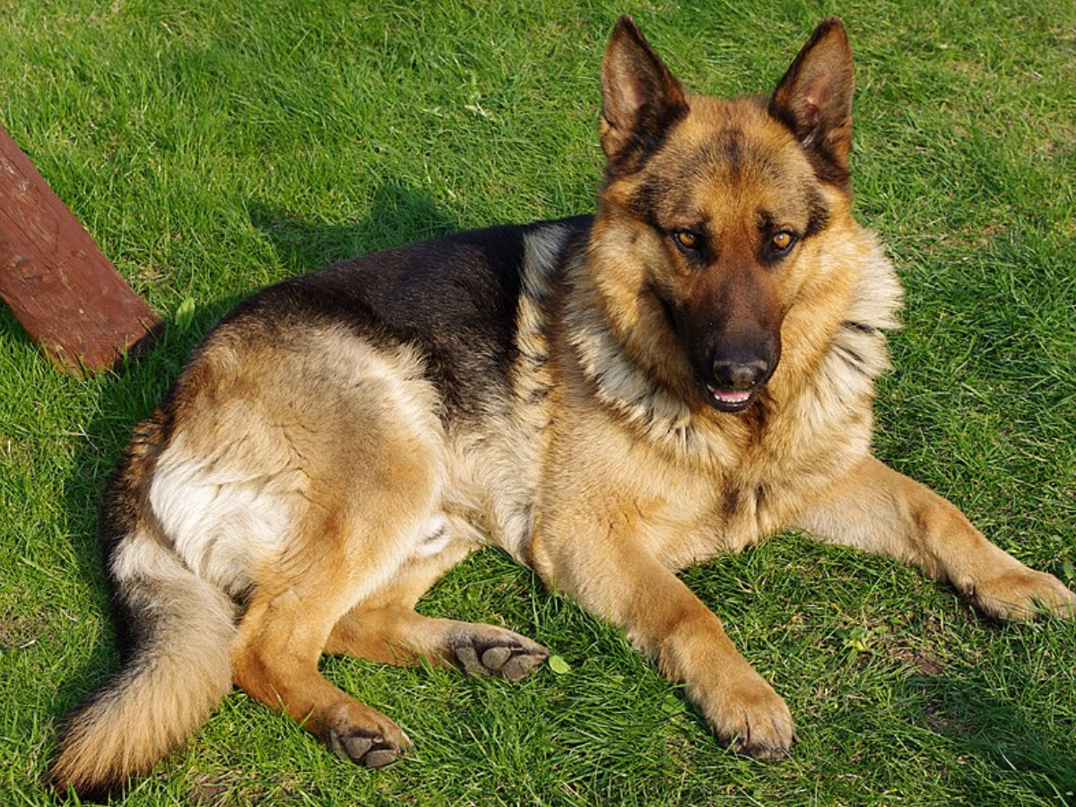This agricultural waste contains compounds that fight odor-causing bacteria in dogs' mouths. Image Credit: Wikimedia Commons Dog