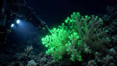 AI Generated Hidden inside the Pacific: This newly discovered coral flashes green when disturbed by deep-sea robots