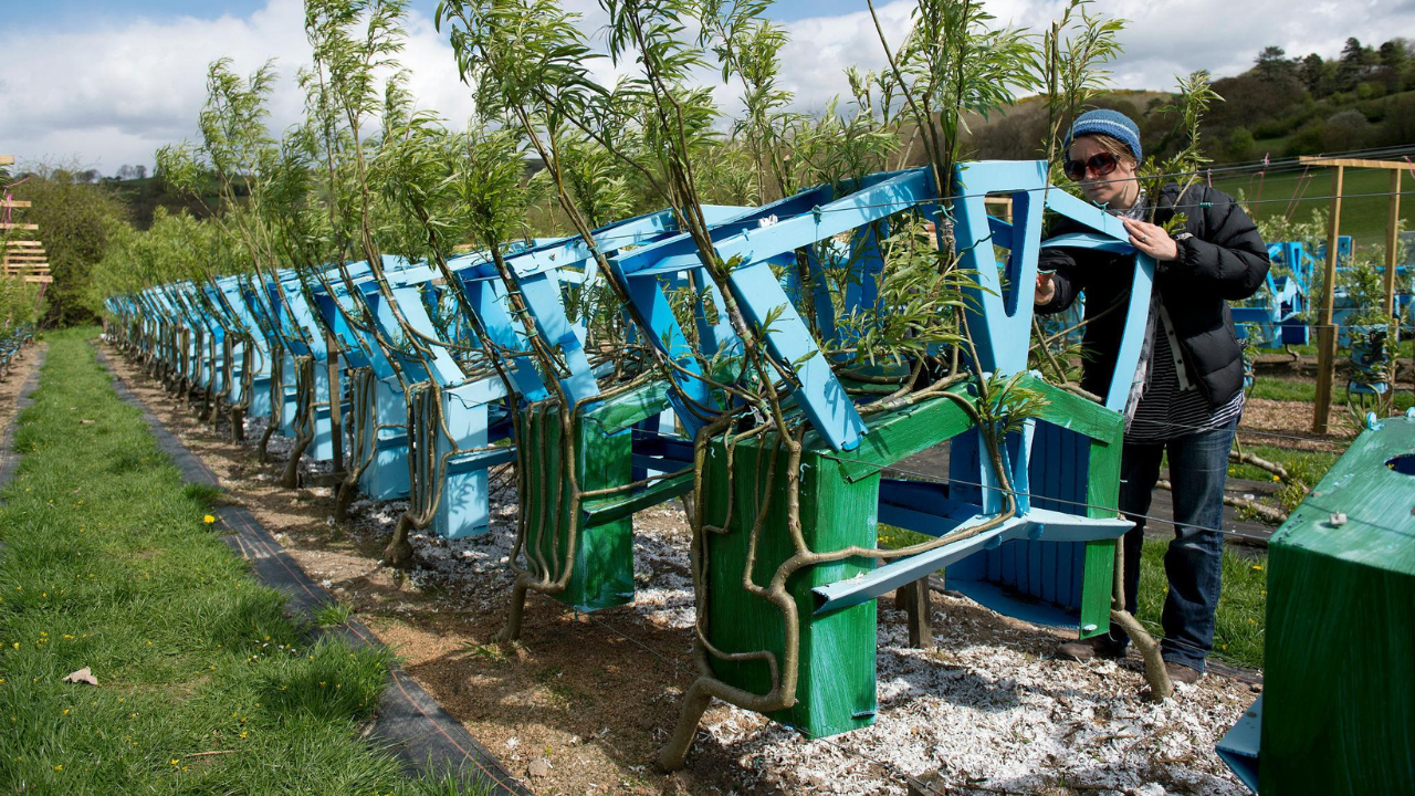 How a UK couple grows chair from living trees
