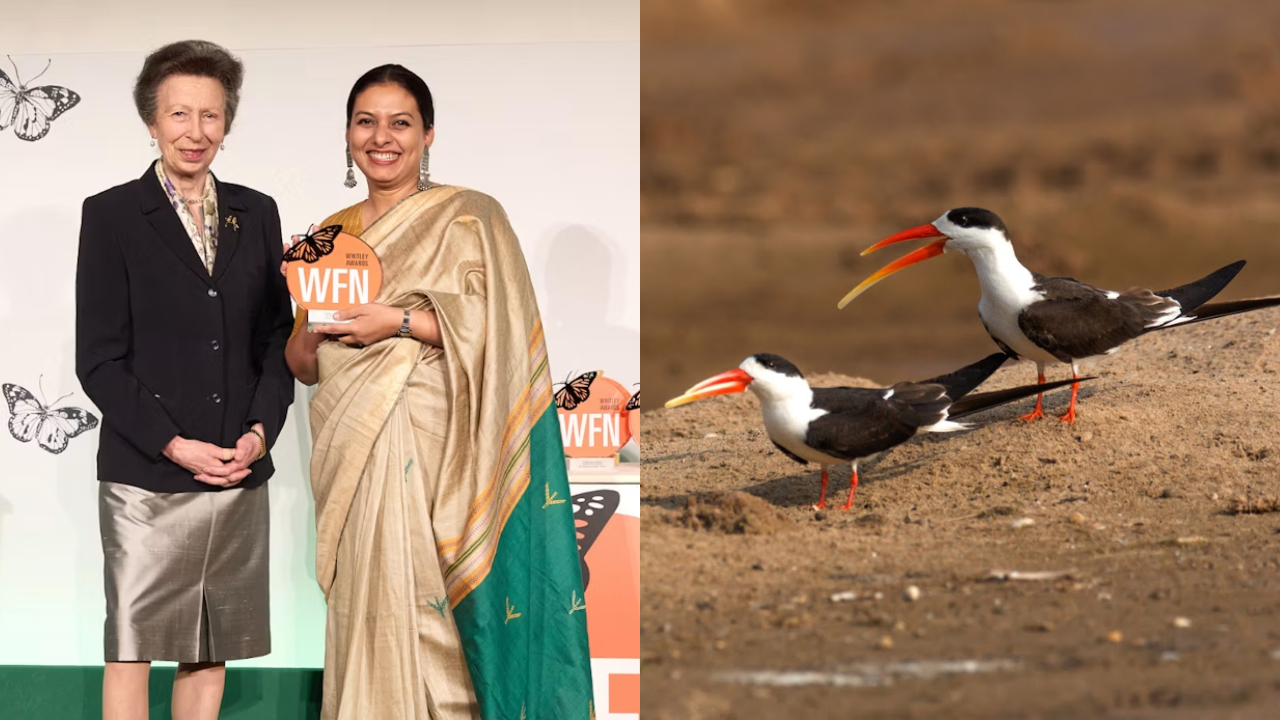 Image(s): WFN Parveen Shaikh’s mission to save the endangered Indian Skimmer