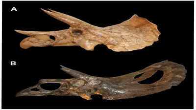 Workers discovered a fossilized skeleton initially thought to be a Triceratops. Further examination revealed it was a much rarer Torosaurus. Image Credits: Torosaurus is not Triceratops: ontogeny in chasmosaurine ceratopsids as a case study in dinosaur taxonomy Fig 1 In 2017, Colorado construction workers accidentally dug up a very rare dinosaur fossil