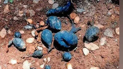 Rare ‘Earth Mango’ found in Kerala: The hidden fungus locals call Nilamanga has returned again