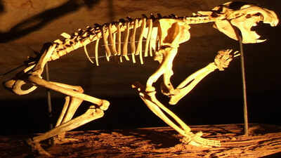 Researchers are studying the skeleton to understand the predator's strength and hunting abilities. This find reveals a hidden world beneath the desert surface. Image Credit: Wikimedia Commons In 2002, cavers found a hidden skeleton that revealed an ancient Australian predator