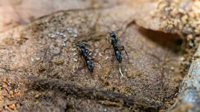 US warns as Asian needle ant reaches over 20 states; experts warn of sharp, painful attacks