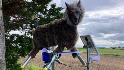 Image: BBC Why Japan’s terrifying “robot wolves” are in demand amidst bear attacks