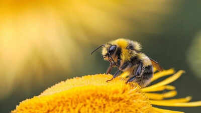 World Bee Day campaign encourages public to protect declining UK pollinators World Bee Day campaign encourages public to protect declining UK pollinators