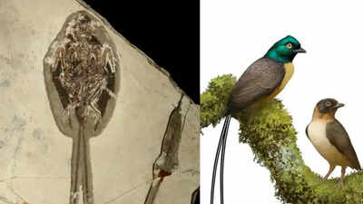 121-million-year-old bird fossil stuns scientists with tail feathers twice the length of its body
