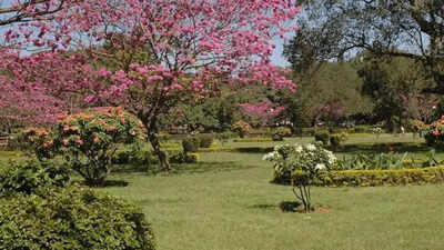 Canadian man settles in India with wife's family: Cost of living way lower than Toronto, lost 14lbs in 5 months