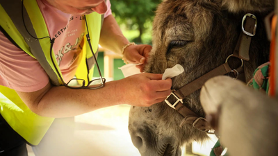 Photo credit: AP Therapy donkeys are helping psychiatric patients heal at a hospital on outskirts of Paris
