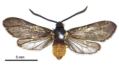 They introduced a fly to save Fiji's coconuts—then an entire species vanished